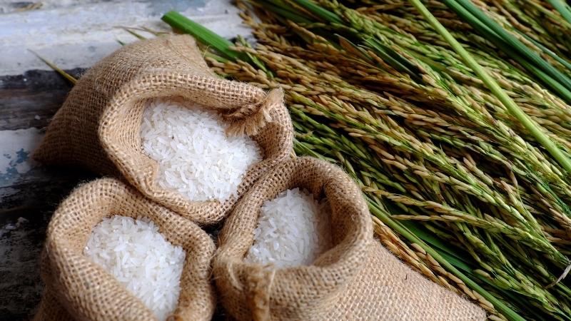 Gạo hữu cơ khác gạo thường như thế nào?