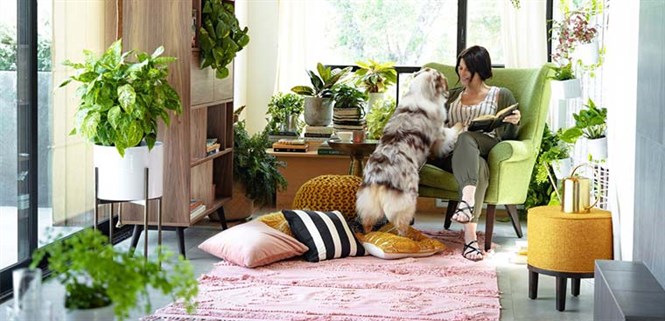 5 mẹo giúp duy trì không khí sạch và trong lành cho nhà bạn