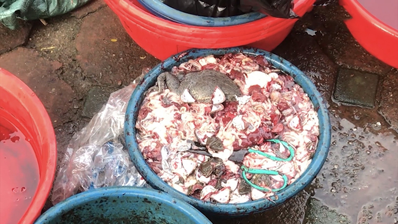 Rợn người với hình ảnh ếch Trung Quốc nhiễm sán bán đầy ngoài chợ