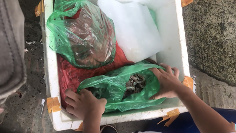 Rợn người với hình ảnh ếch Trung Quốc nhiễm sán bán đầy ngoài chợ