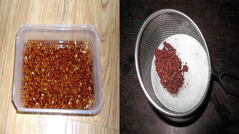 Ngâm hạt giống