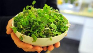 Cách trồng rau mầm sạch, an toàn ngay tại nhà