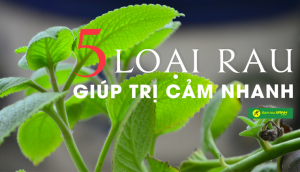 5 loại rau gia vị mà người bị cảm cúm, sốt không nên bỏ qua