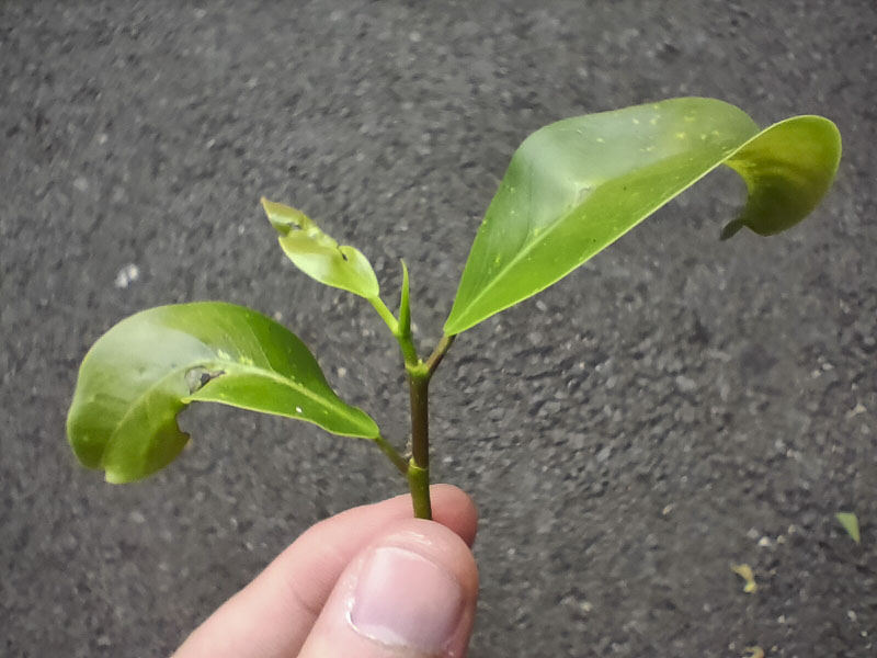 Đánh giá chi tiết Realme XT Đánh giá chi tiết Realme XT