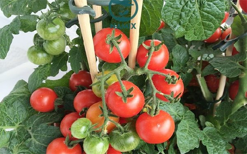 Cách trồng và chăm sóc cà chua cho trĩu quả và thu hoạch quanh năm Cách trồng và chăm sóc cà chua cho trĩu quả và thu hoạch quanh năm