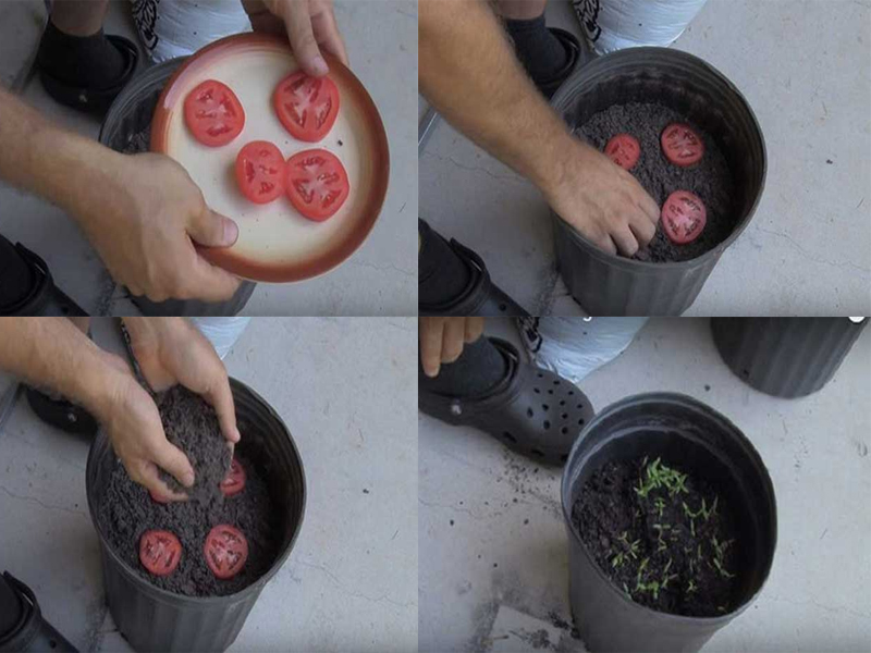 Cách trồng và chăm sóc cà chua cho trĩu quả và thu hoạch quanh năm