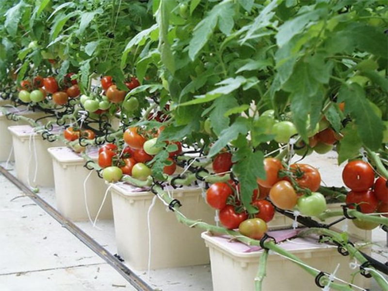 Cách trồng và chăm sóc cà chua cho trĩu quả và thu hoạch quanh năm