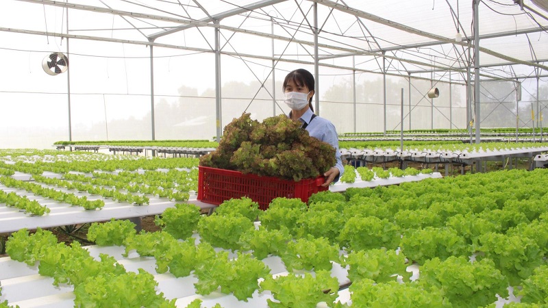 Chi tiết với hơn 54 về mô hình trồng cây thủy canh  Du học Akina