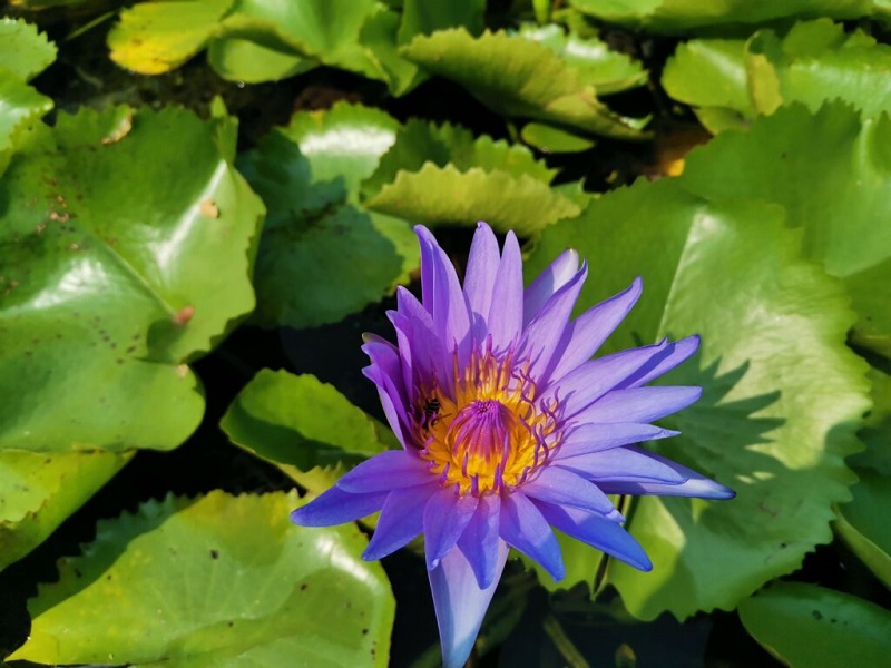 camera chụp ban ngày