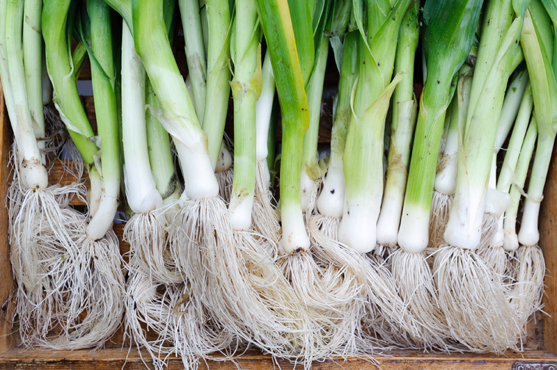 Choose green onions with roots