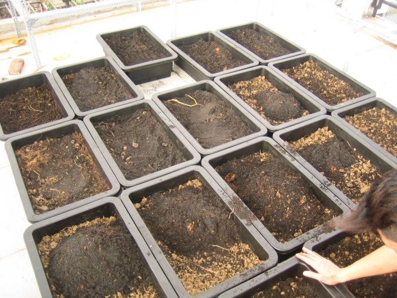 How to make clean vegetable soil to help vegetables grow green