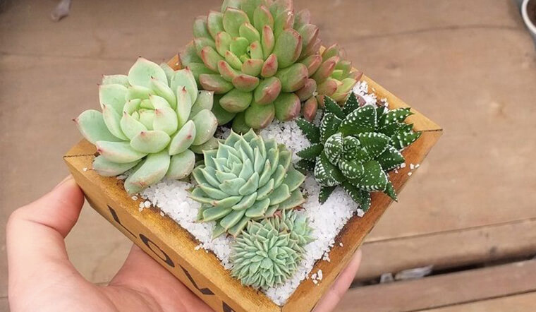 Những loại cây cảnh giúp lọc sạch không khí trong nhà, nơi làm việc hiệu quả