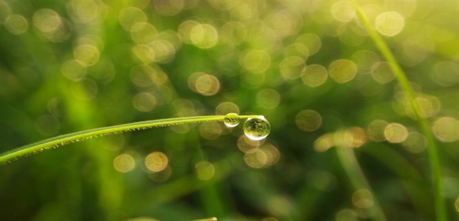 Tư vấn chọn mua ống kính (lens) máy ảnh để chụp ảnh marco đẹp nhất