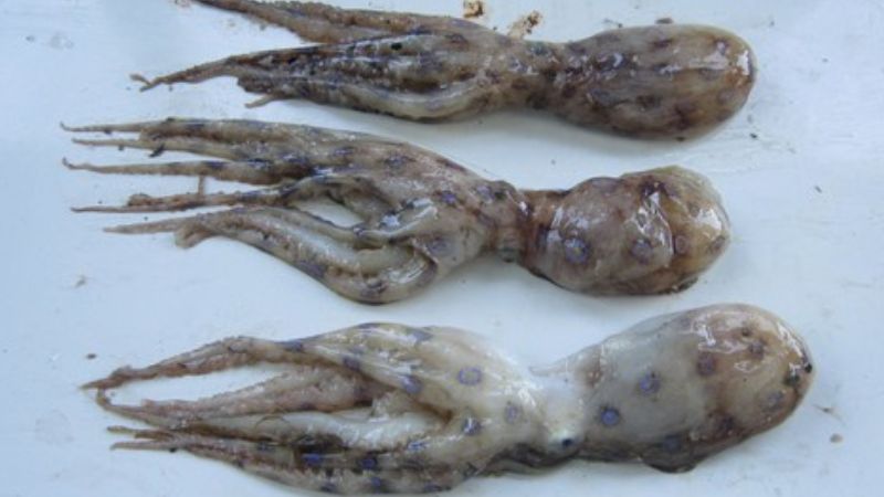 Bạch tuộc đốm xanh, sinh vật biển độc nhất thế giới