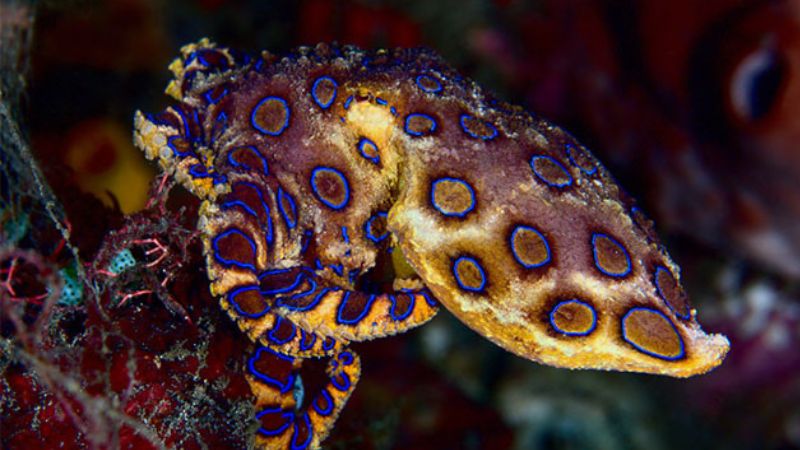 Bạch tuộc đốm xanh, sinh vật biển có nọc độc nhất thế giới