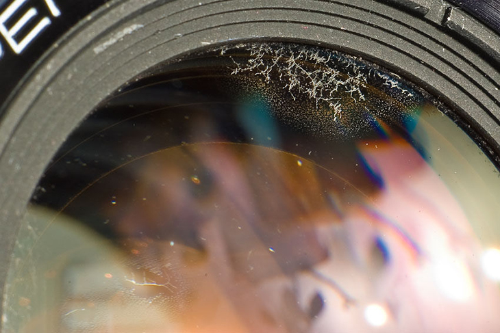 Ống kính (lens) máy ảnh bị rễ tre, nấm mốc – Nguyên nhân và cách khắc phục