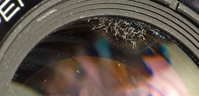 Ống kính (lens) máy ảnh bị rễ tre, nấm mốc - Nguyên nhân và cách khắc phục