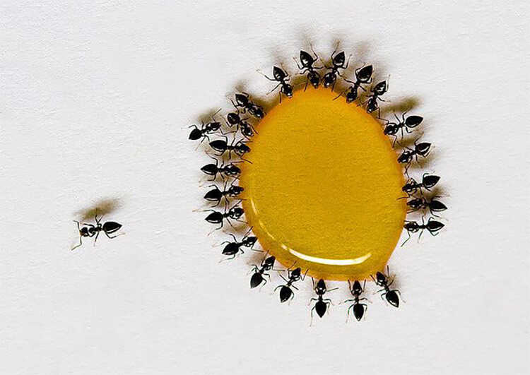 Kiến bu (Leafcutter ant): Có thể bạn chưa biết, kiến bu là loài kiến thông minh và tổ chức. Hình ảnh về chúng khiến chúng ta bất ngờ và thích thú với khả năng đặc biệt của chúng. Đến với thế giới của kiến bu để có được trải nghiệm thú vị nhất.