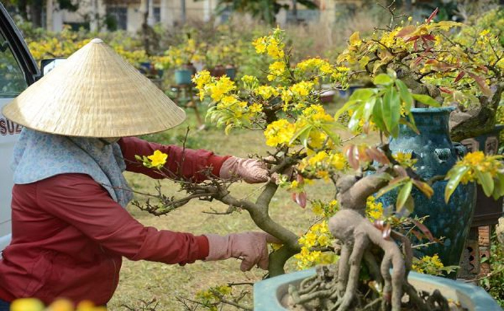 Vệ sinh cây