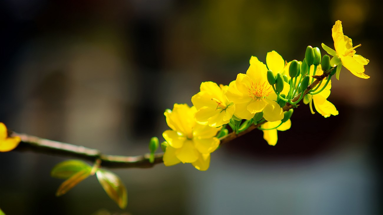 Cách trang trí và chăm sóc mai vàng ra hoa đúng Tết