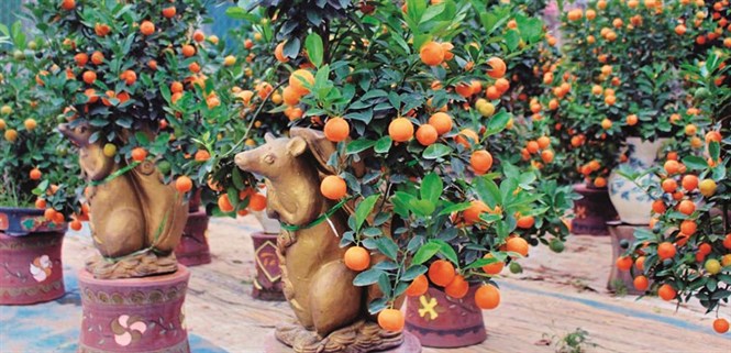 Cách chọn và chăm sóc, trang trí cây quất đẹp, sai quả, mang nhiều tài lộc ngày Tết