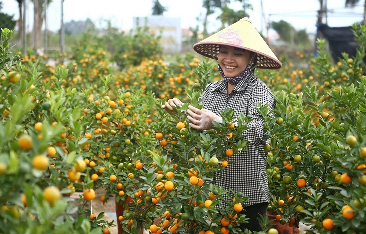 Taking care of kumquat trees in the garden