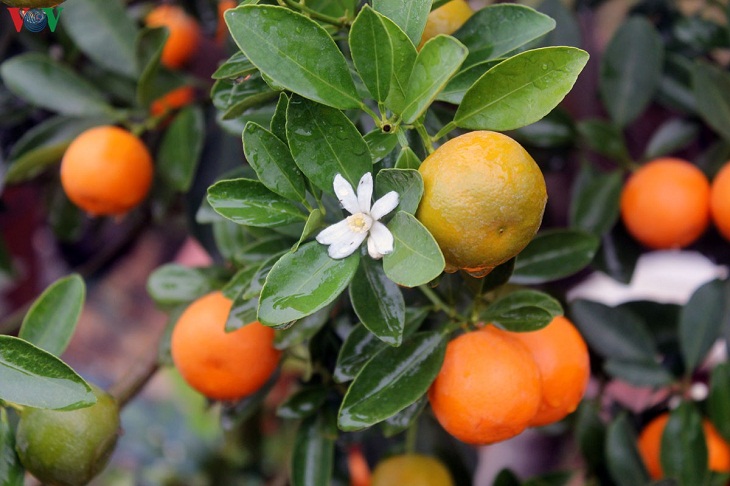 Choose kumquat with buds, ripe fruit
