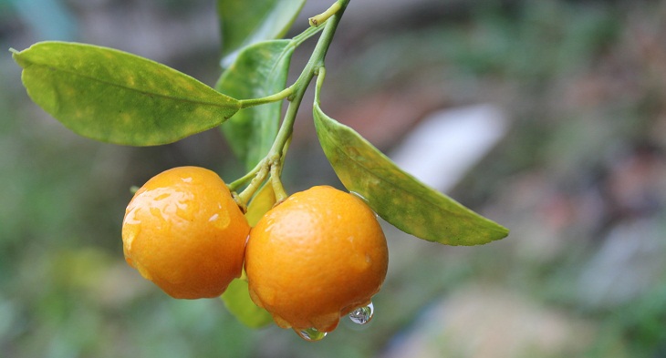 Remember to water the kumquat tree