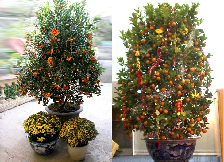 Decorating kumquat trees