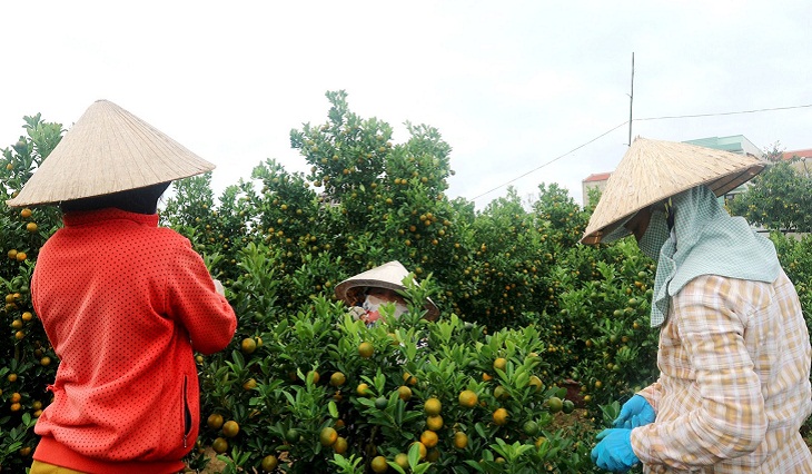 Taking care of kumquat trees after Tet