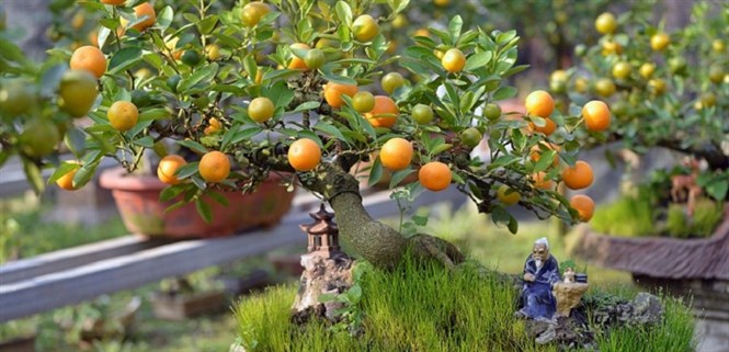 Cách chăm sóc quất sau Tết đơn giản tại nhà, năm sau có để chơi tiếp