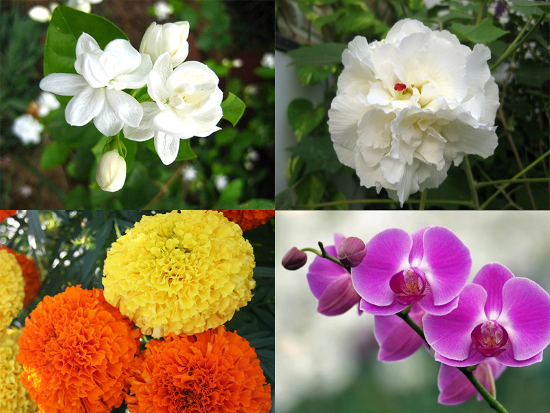 Không chọn hoa nhài, hoa sứ, hoa lan, hoa vạn thọ để chưng bàn thờ ngày Tết