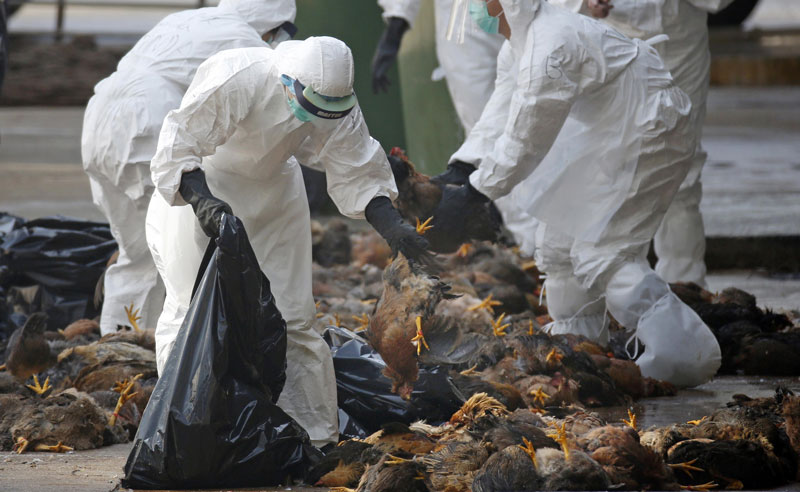 Dịch cúm H5N1 “trỗi dậy” gần điểm bùng nổ dịch cúm virus Corona lớn ở Trung Quốc