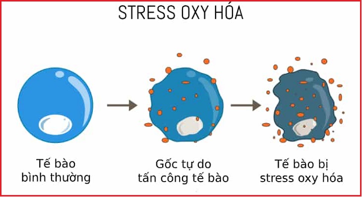 Stress oxy hóa