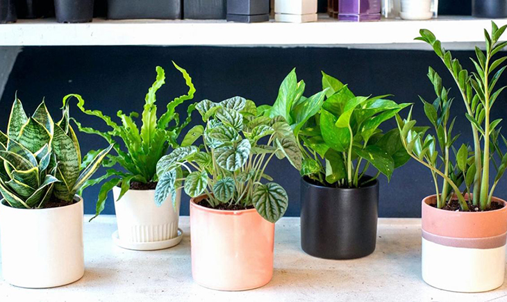 Chậu cây cảnh mini Chậu cây cảnh mini