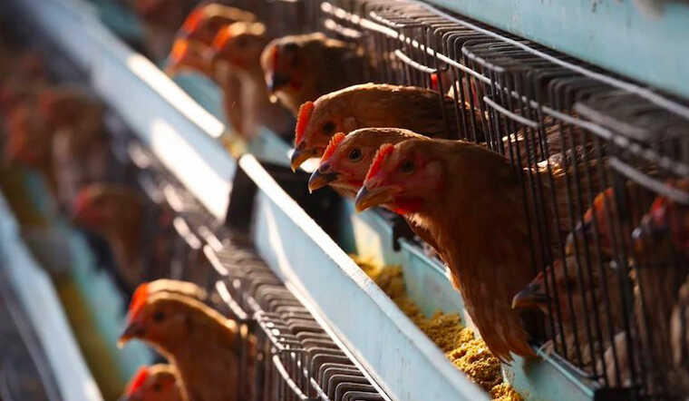 Cúm A/H5N1 là gì? Cách phòng chóng cúm hiệu quả