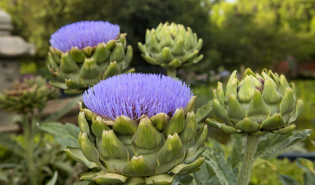 artichoke flower