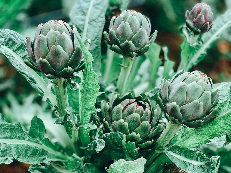 hoa atiso giúp giải độc gan và cải thiện sức khỏe tiêu hóa