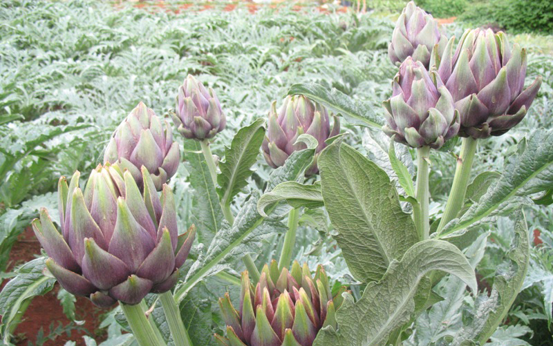 artichoke flowers prevent and control diabetes