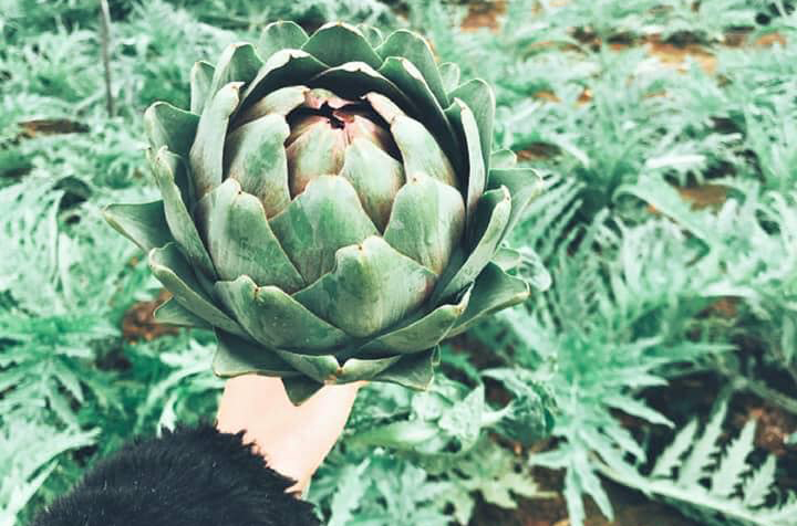 artichoke flowers help beautify the skin