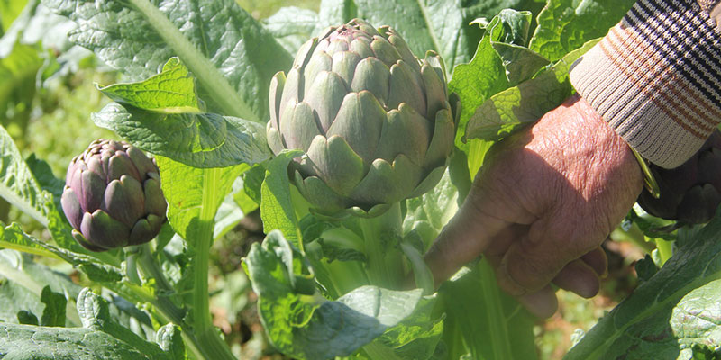 artichoke flowers help enhance gallbladder health