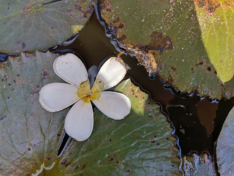 Đánh giá chi tiết Huawei Nova 5T: Vượt phân khúc điện thoại tầm trung