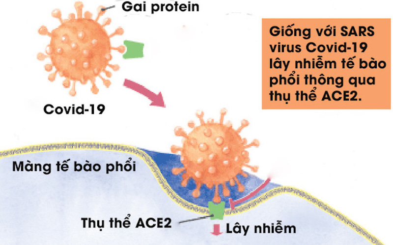 Virus Covid-19 tàn phá cơ thể người bằng cách nào?