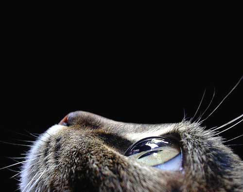 Macro Macro