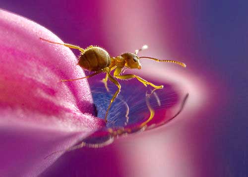 Macro Macro