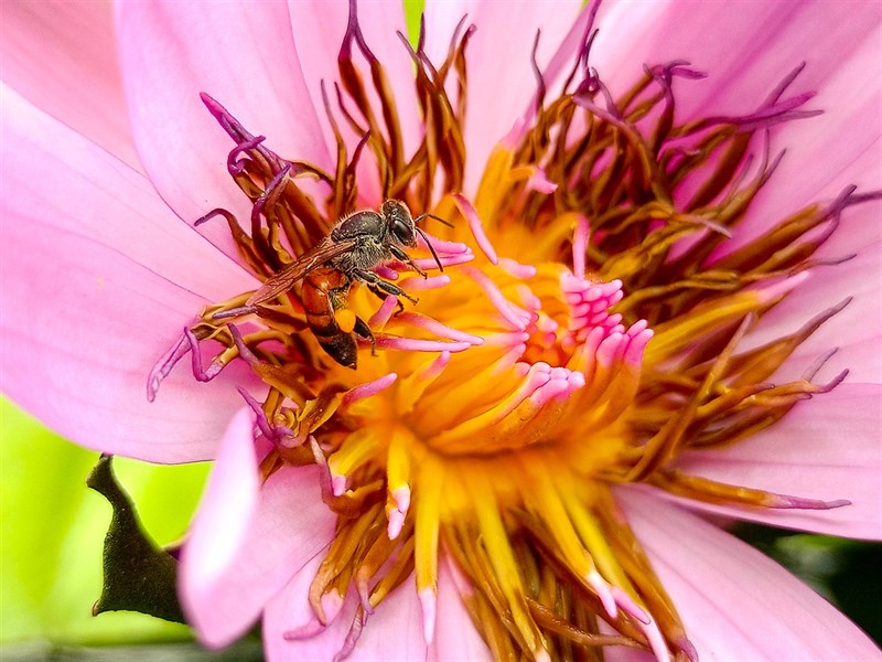 Ảnh macro Ảnh macro