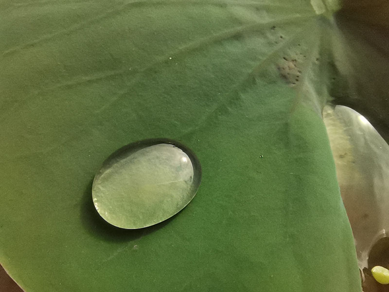 Ảnh chụp macro Ảnh chụp macro
