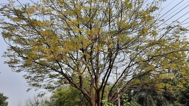 ảnh chụp ban ngày