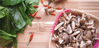 Nấm mối là gì? Công dụng tuyệt vời và cách chế biến nấm mối