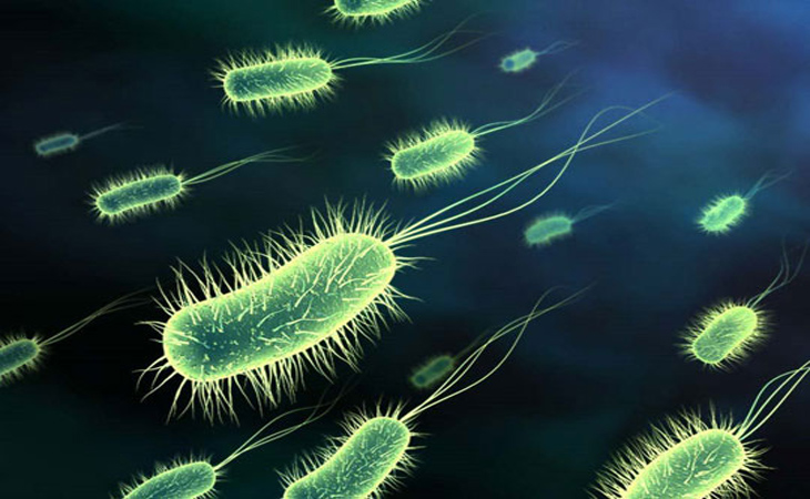 Trong nước mưa có chứa một loại vi khuẩn có tên là E.coli (Escherichia coli) và chứa nhiều vi khuẩn